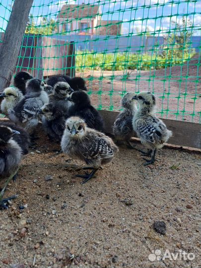 Цыплята 28.06.2024 дата вылупления