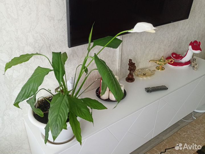 Спатифиллум