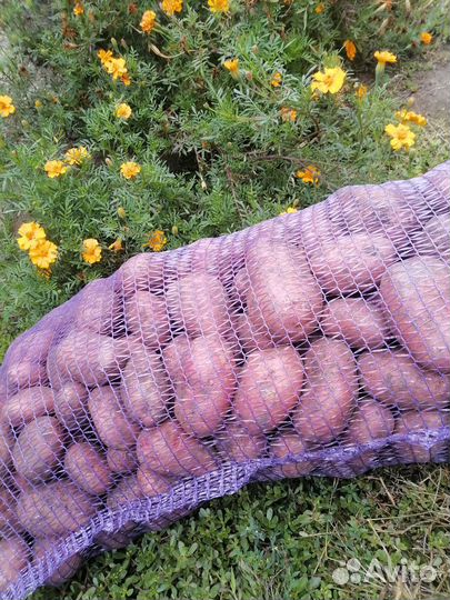Продам картофель