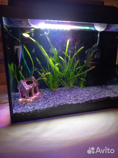 Аквариум