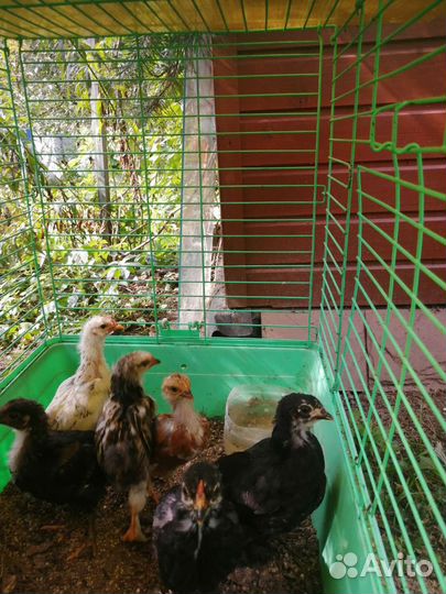 Семья кур бентамки