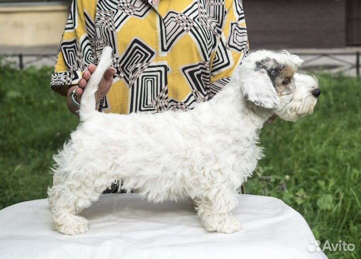 Селихем-терьер