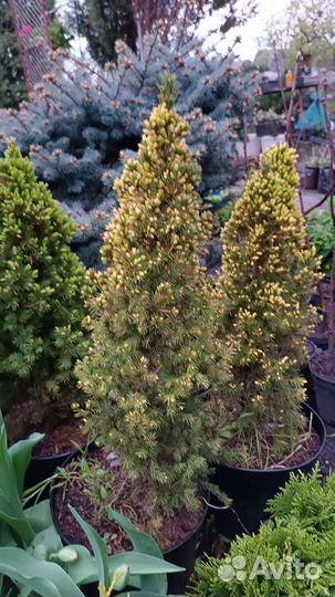 Ель коника, ель дейзи уайт