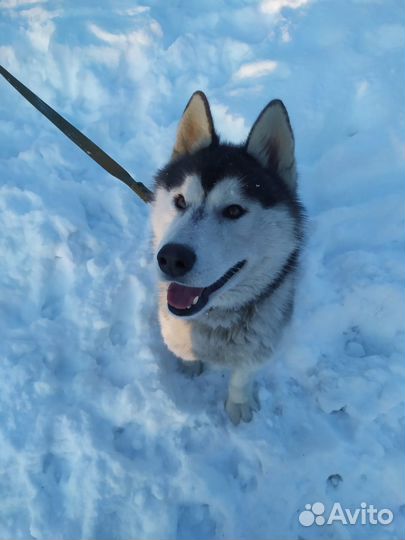 Хаски в добрые руки