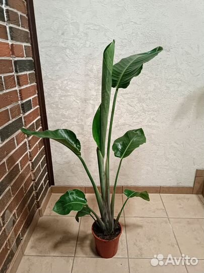 Стрелиция Николая