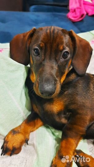 Такса стандартная гладкошерстная, кобель для вязки