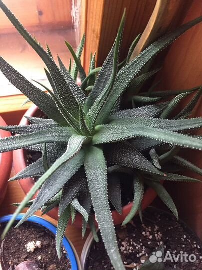 Суккуленты