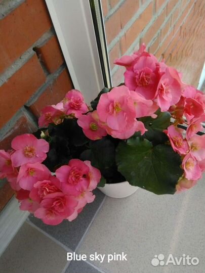 Бегония Элатиор