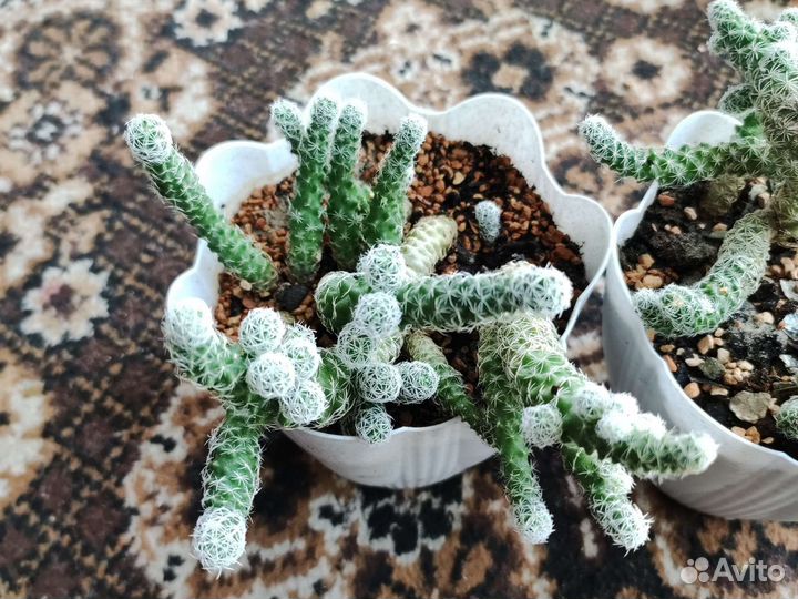 Кактус семейство мамеляриевых