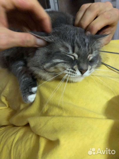 Кися в добрые руки