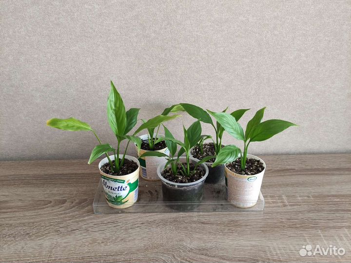 Спатифиллум