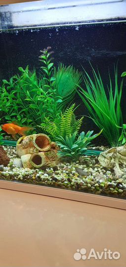 Аквариум с рыбками