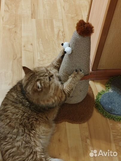 Новая игрушка- когтеточка, Курочка