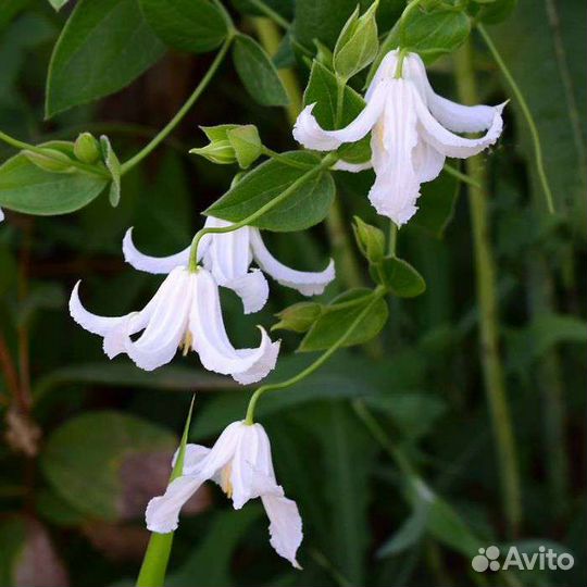 Клематис кустовой Альба