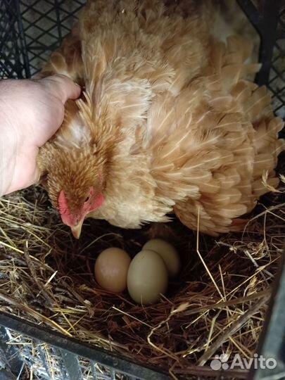 Домашние куриные яйца на еду, доставка бесплатно