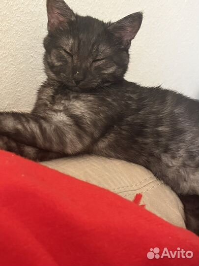 Котенок бесплатно в хорошие руки