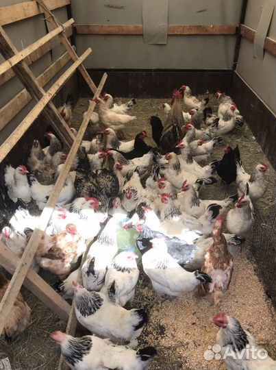 Домашние Цветные Петухи,Куры,Утки,Гуси,Кролики