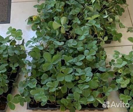 Рассада ремонтантной клубники 