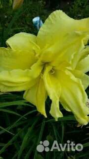 Многолетние садовые цветы