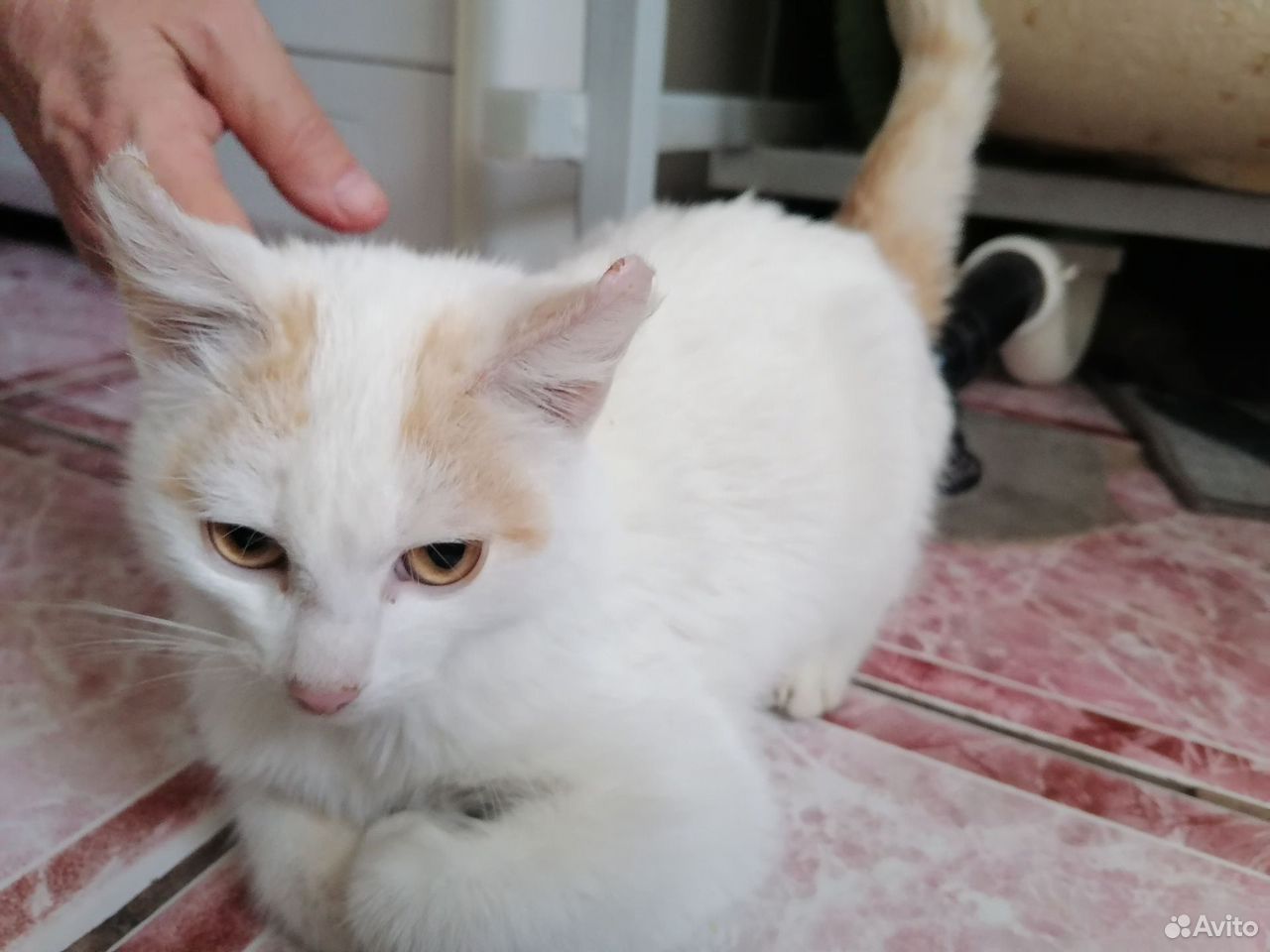 Котёнок в добрые руки, Тюмень