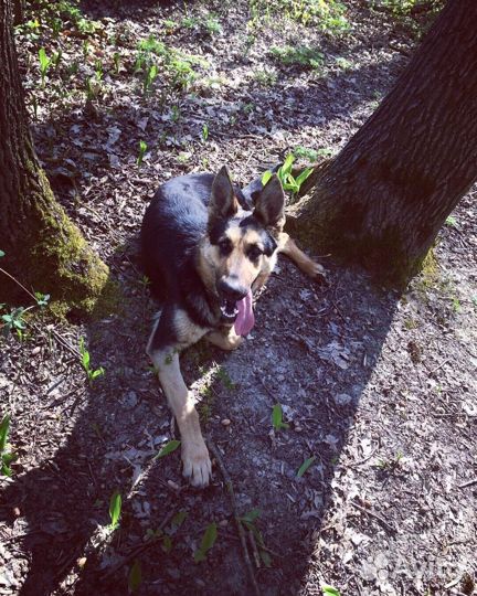 Щенок немецкой овчарки и алабая