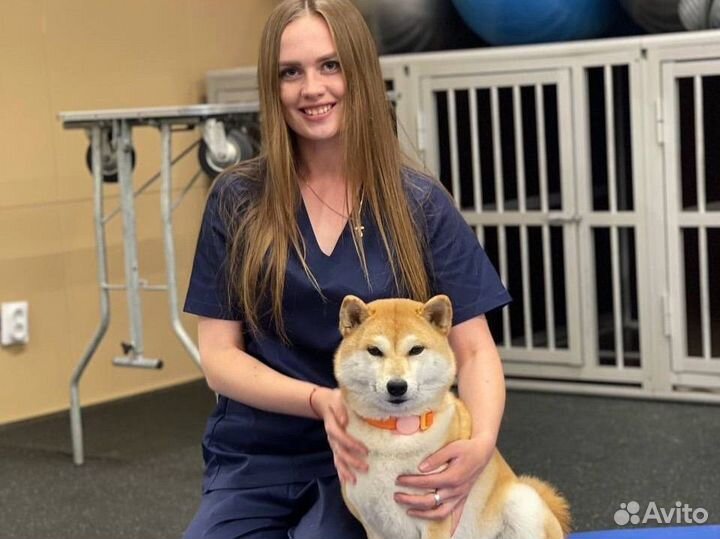 Реабилитация животных. Массаж собак. Кинезио