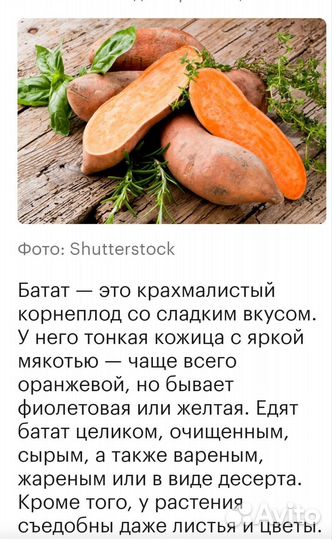 Сладкий картофель - батат