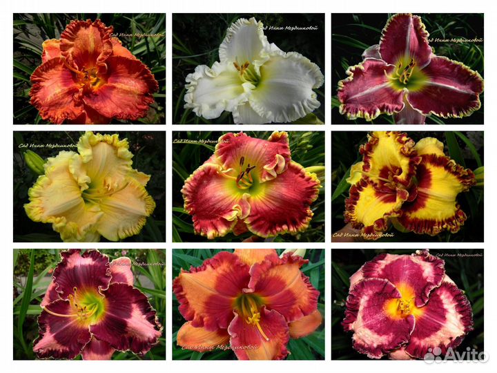 Лилейники сортовые