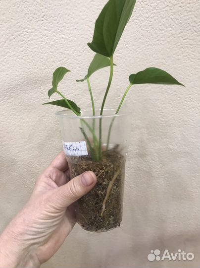 Антуриум Пинк Февер - бронь