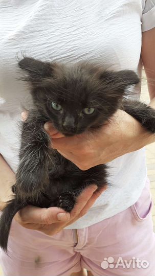 Кошка черная пушистая