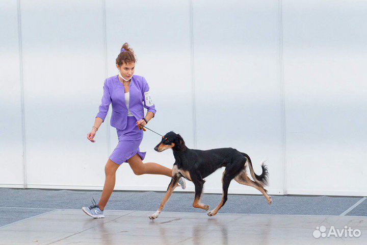 Хендлер для собаки. Дрессировка