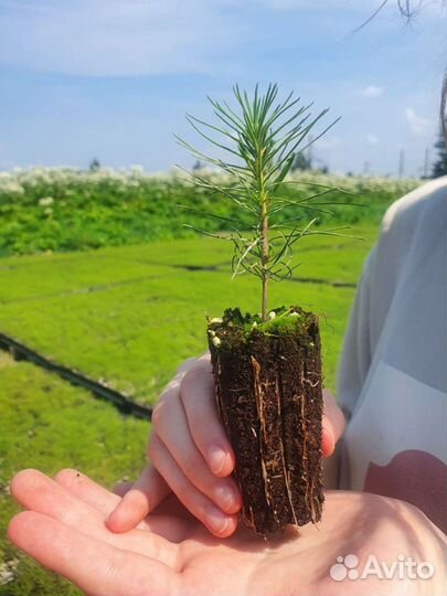 Сеянцы сосна зкс