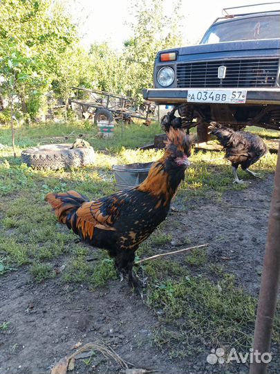 Павловские петухи