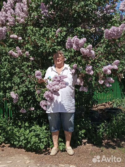 Саженцы сирени Персидской