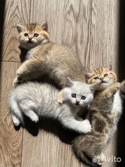 Британские котята