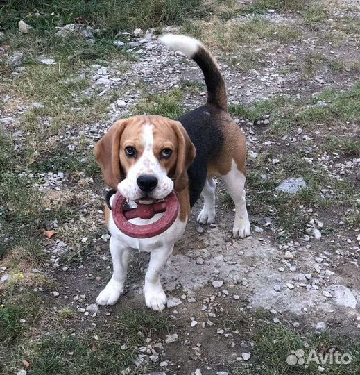 Домашняя передержка животных