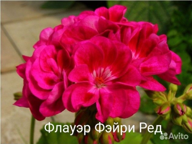 Пеларгония герань