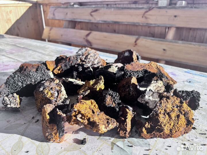 Березовый гриб чага