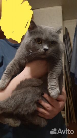 Британская кошка