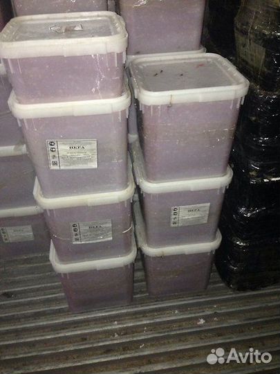 Красная икра. Камчатка. Путина 2024