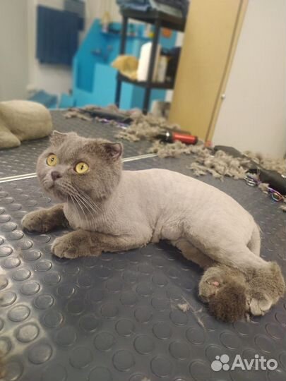 Груминг собак и кошек