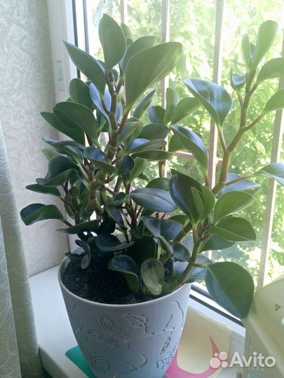 Комнатные цветы