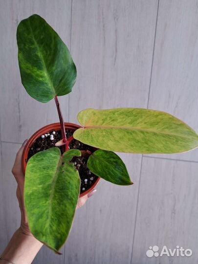 Филодендрон расписная леди(медуза)