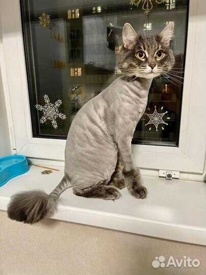 Стрижка кошек и собак с выездом к вам