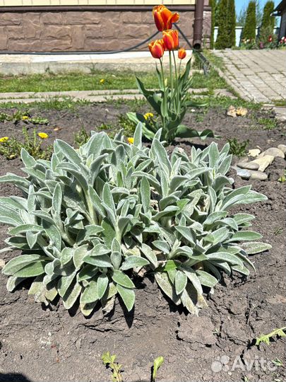 Чистец шерстистый