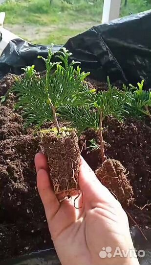 Туя брабант