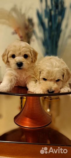 Мальтипу ф 1