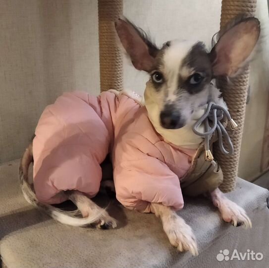 Одежда для собак