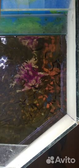 Аквариумные рыбки гуппи