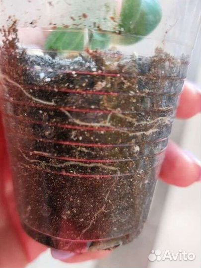 Фикус Барок